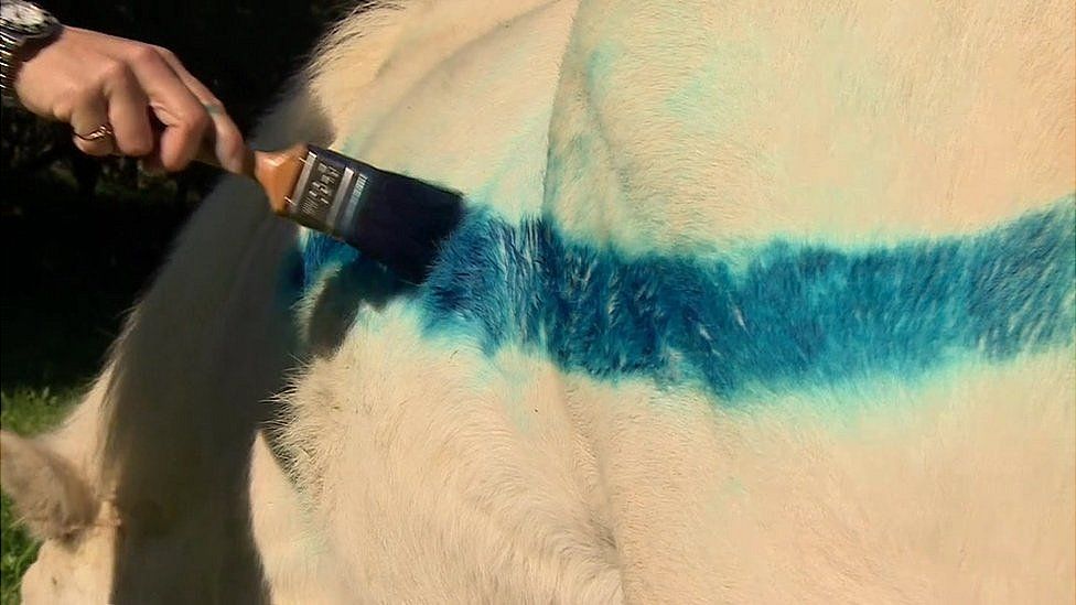Pony with blue paint on its coat