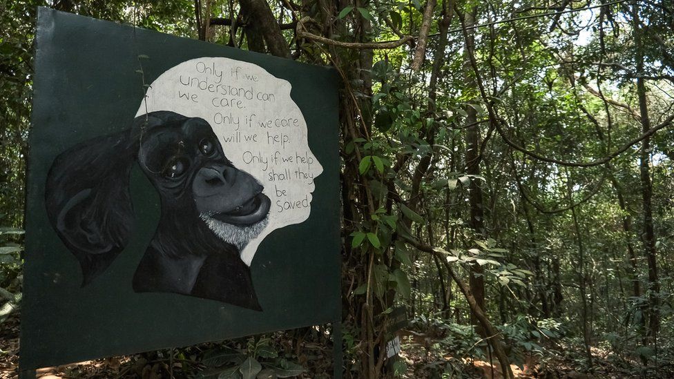 Табличка с цитатой и изображением доктора Джейн Гудолл, британского приматолога из заповедника шимпанзе Такугама