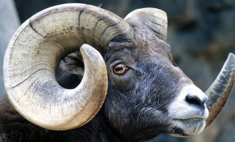 Big horn sheep