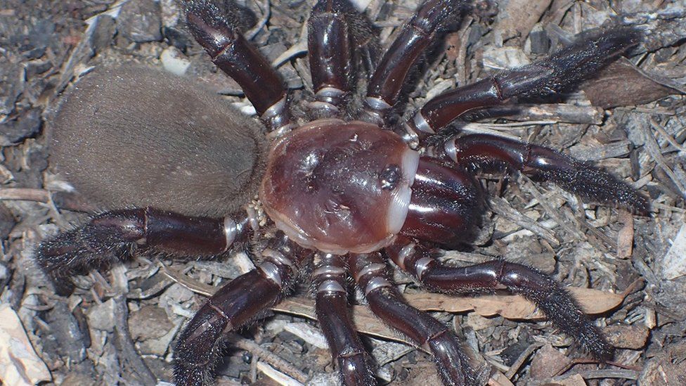9 New Spider Species We Just Discovered 
