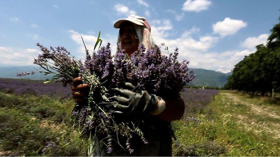 Bulgarian lavender