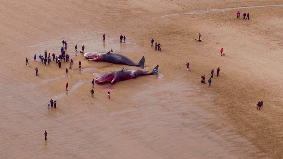 What happens to dead whales?