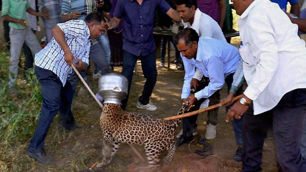 Thirsty Indian leopard puts head in pot - BBC News
