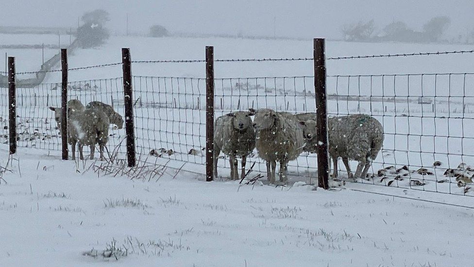 Sheep in a snowy field