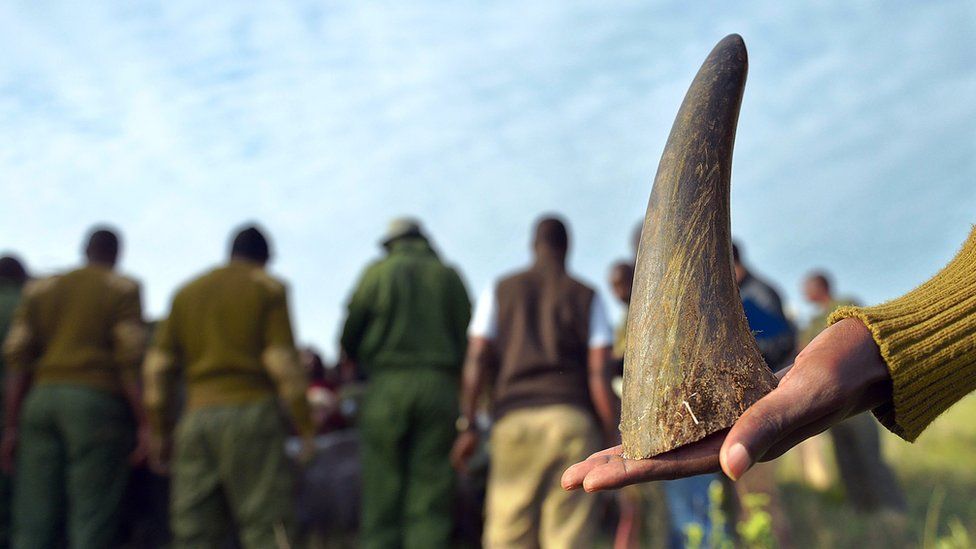 Rhino horn being held in a man's hand