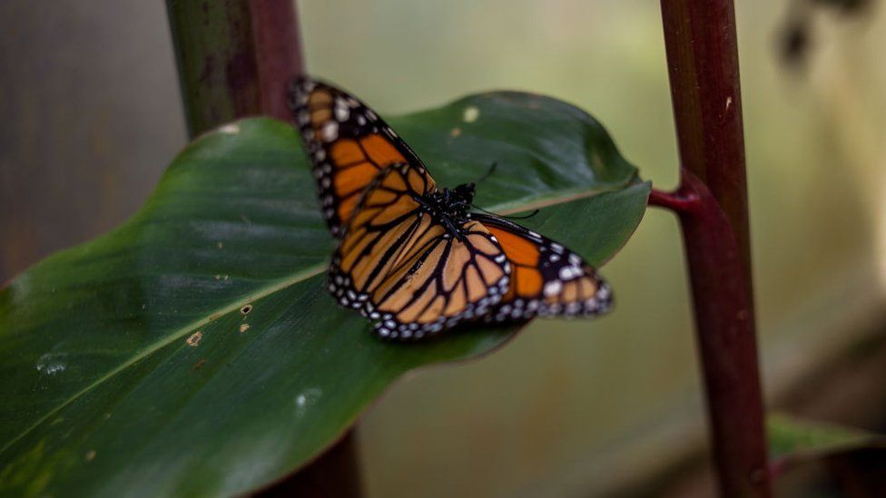 A Monarch butterfly in Bogota