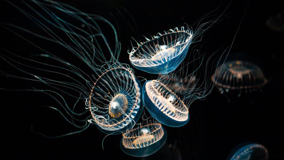 Хрустальные медузы обычно встречаются в более теплых водах, но за последние 12 месяцев их было замечено в Великобритании