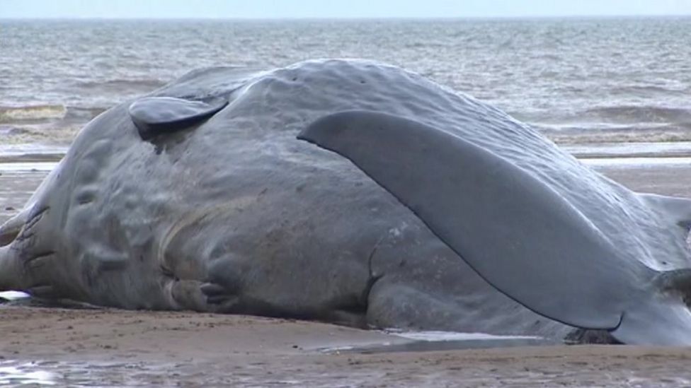 North Sea sperm whales 'died in hunt for squid' - BBC News