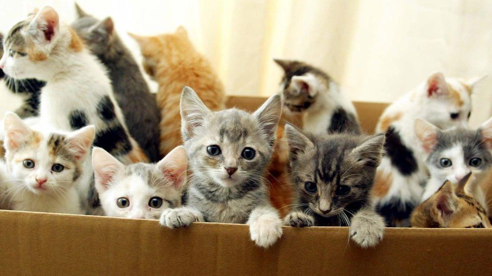 A box of abandoned kittens