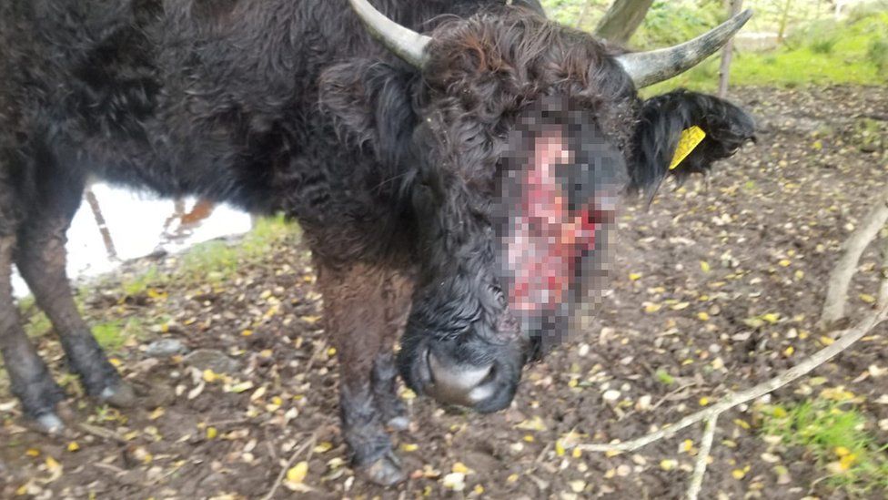 The cow suffered serious face injuries