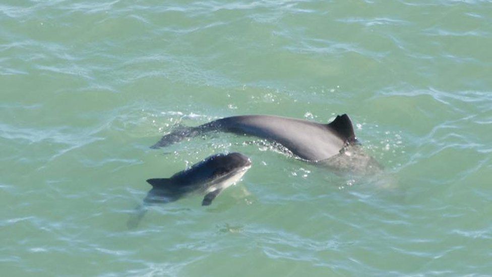 Mother and calf porpoise