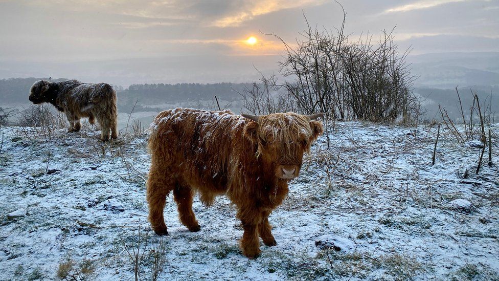 Highland cattle in Hassop