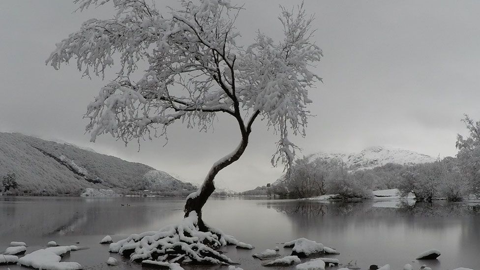 The "famous lone tree" in Llanberis, Snowdonia