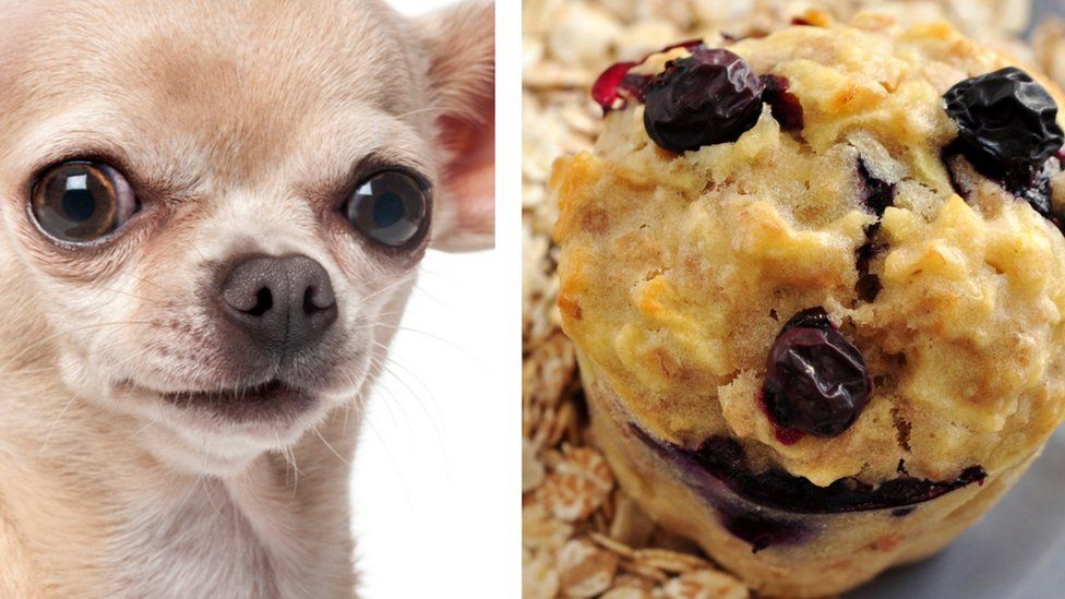 Yorkshire pudding dogs and other foods that look like animals! BBC