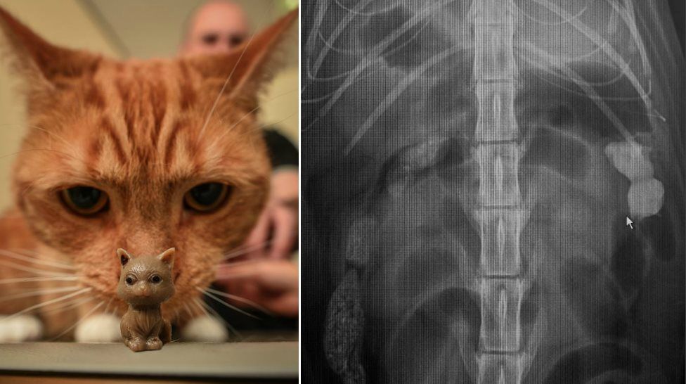 Kitty the cat has operation after swallowing Kitty toy - BBC News