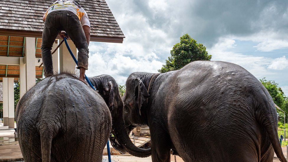 A man washing elephants in Surin
