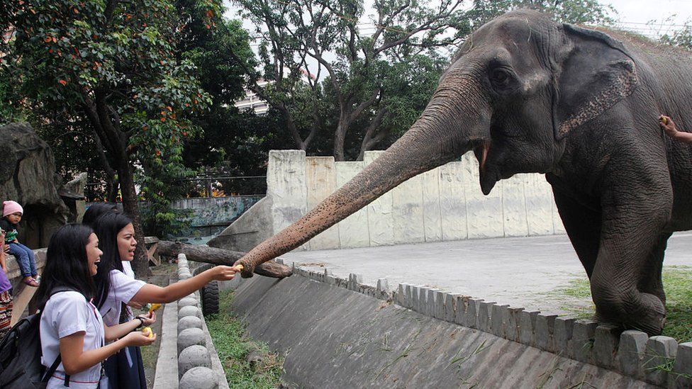 Mali Philippines elephant