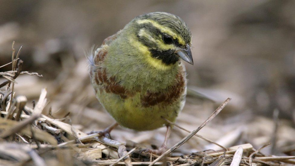 Cirl bunting