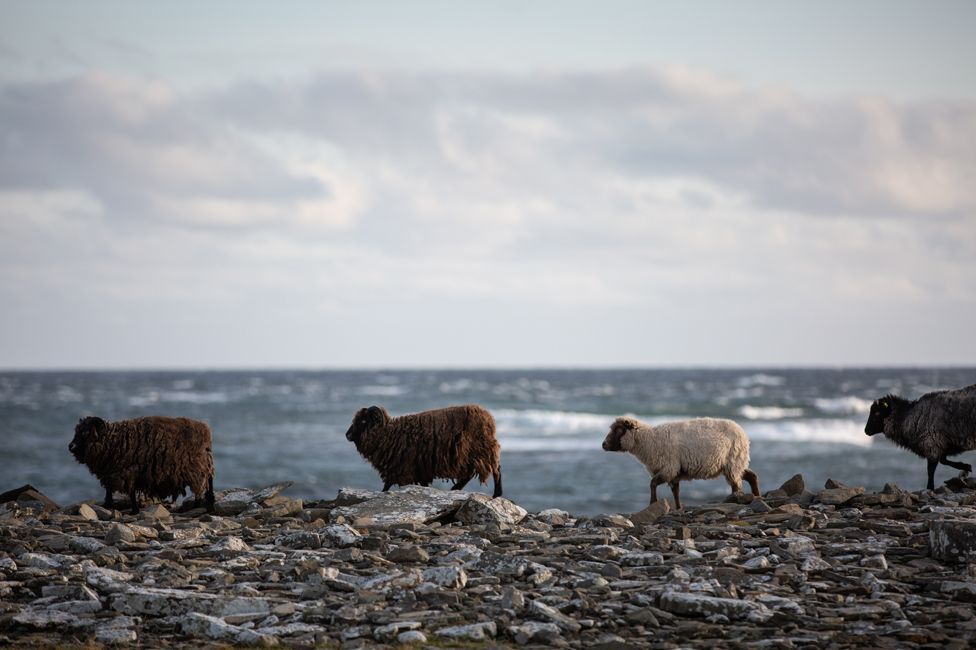 Sheep trot along the shore