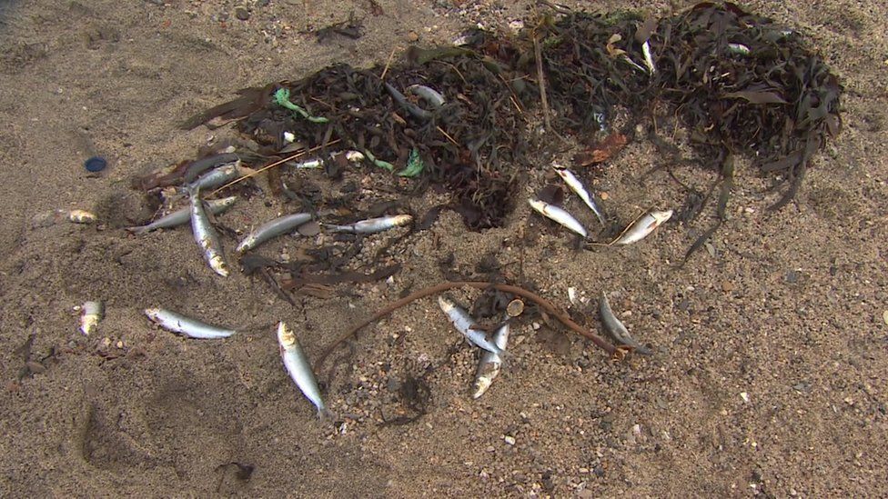 Dead fish on Pentewan Sands