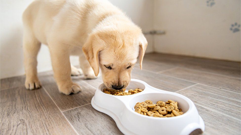 Supermarkets warn pet boom causing food pouch shortages BBC News