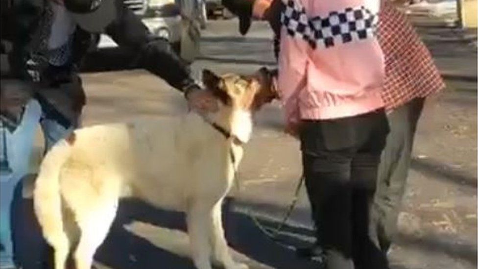Kingston the dog reunited with his owners