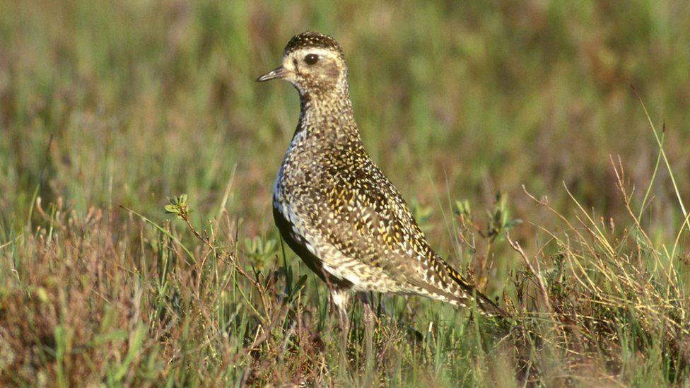 Golden Plover