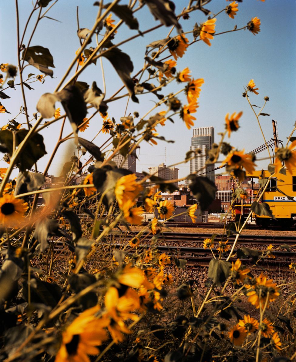 Omaha, Downtown Through Sunflowers