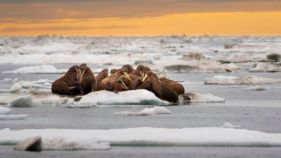 Walruses are a keystone species of the Arctic