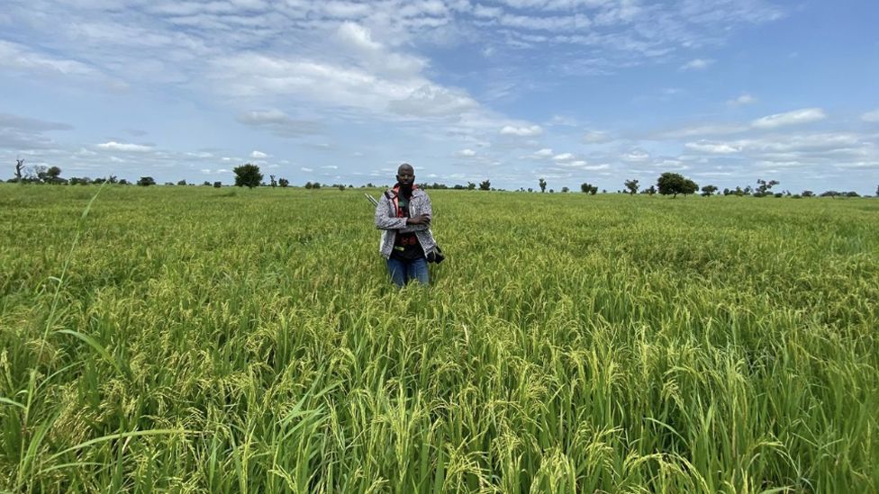 Мужчина стоит на рисовом поле