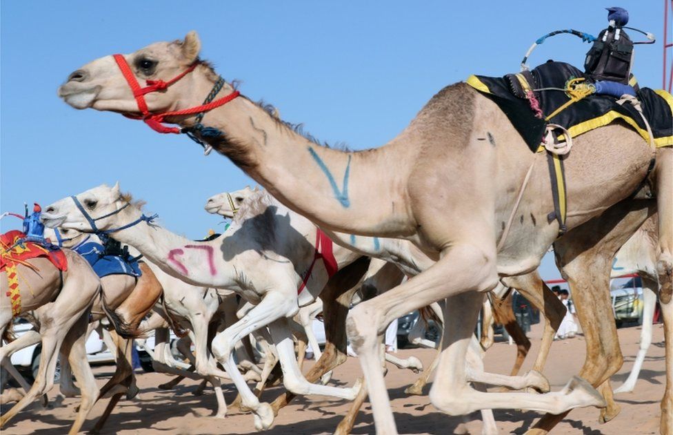 Camels with robotic jockeys compete in the Egyptian Camel Race in El Alamein, Egypt.