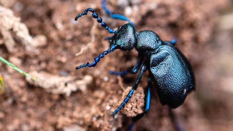 Black Oil Beetle on soil