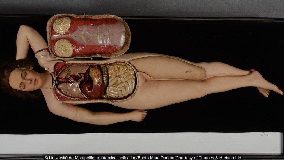 Université de Montpellier anatomical collection/Photo Marc Dantan/Courtesy of Thames & Hudson Ltd
