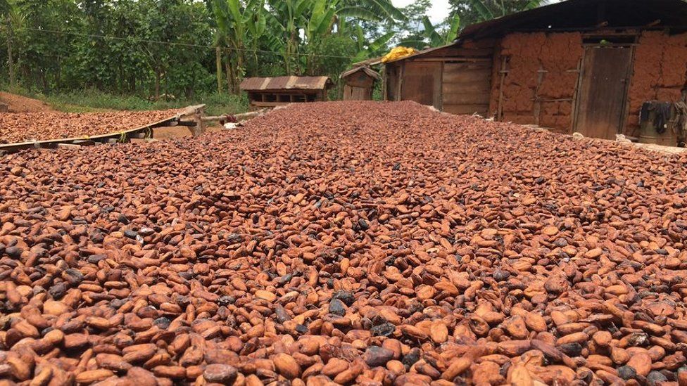 Cocoa drying in the sun