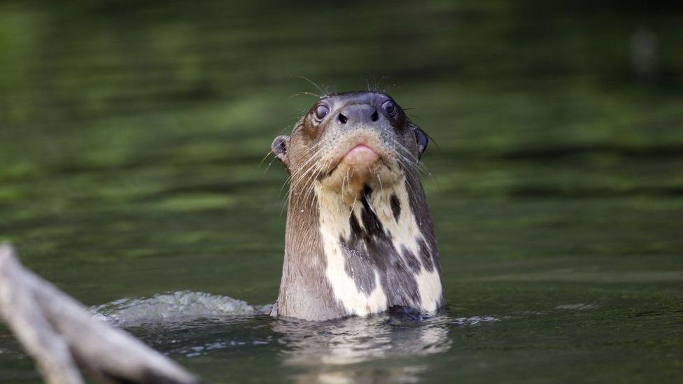 Giant Otter Pteronura brasiliensis. (Photo by Sylvain CORDIER/Gamma-Rapho via Getty Images)