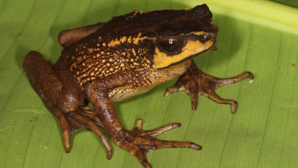 The Carchi Andes toad