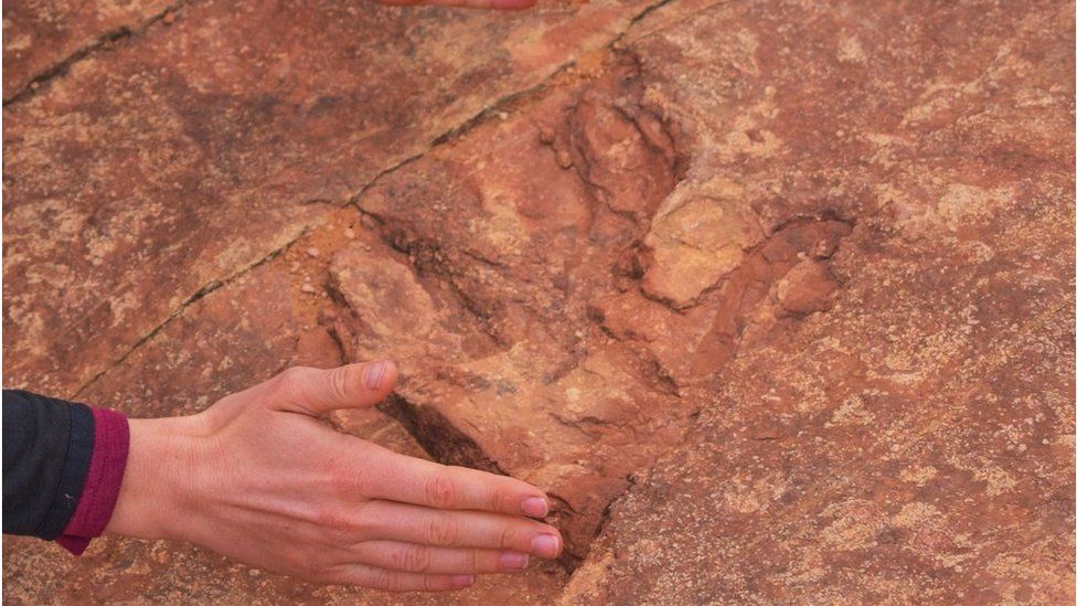 A human hand for comparison in front of a dinosaur footprint