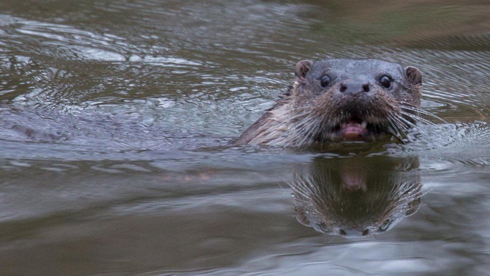 Baby otter in Norwich.