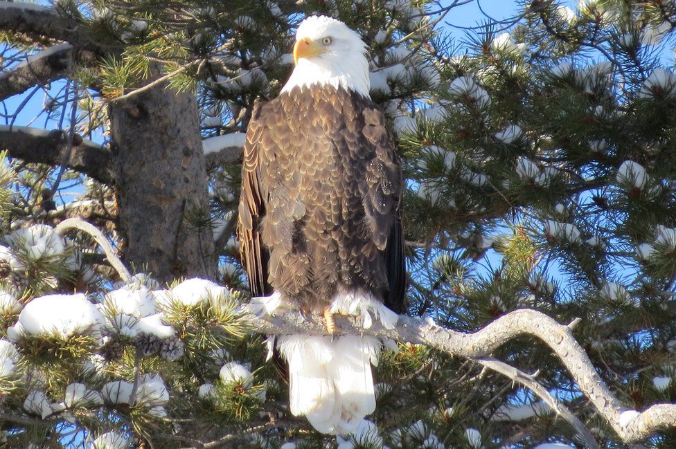 Bald eagle sitting in a tree - image taken by Ed Stege