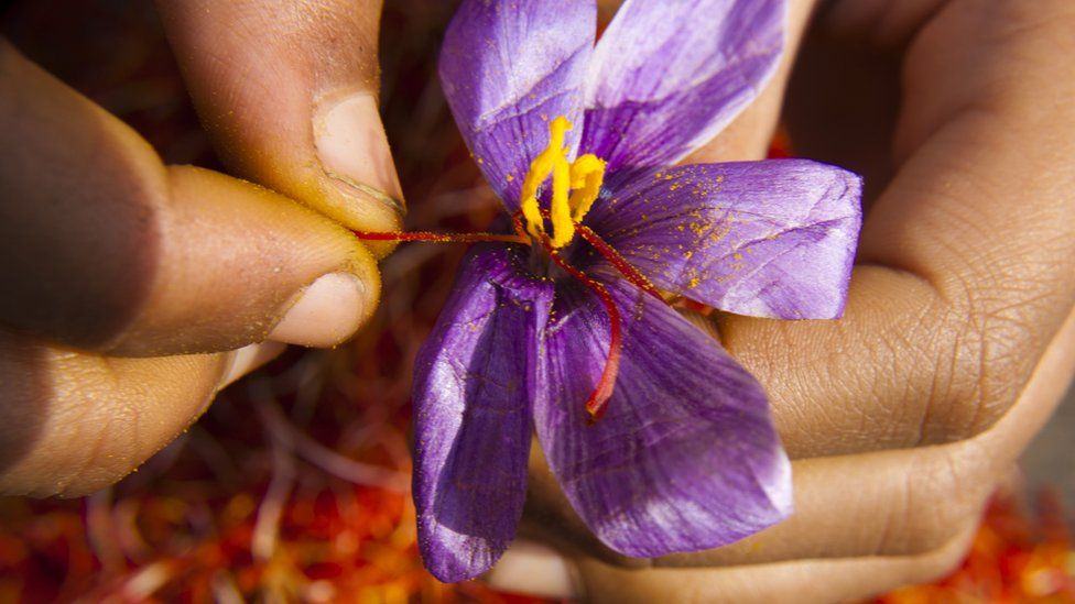 Kashmiri farmers pluck threads or crocus from plucked saffron flowers