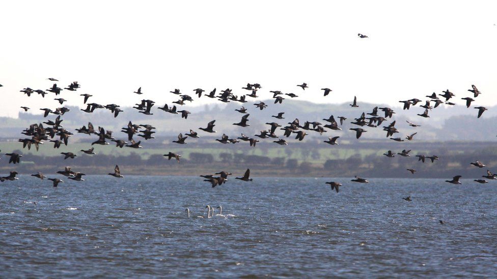 Dozens of light bellied geese fly across the tidal mudflats around Holy Island