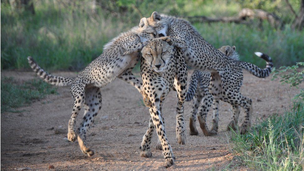 Cheetah at Lowveld Karongwe