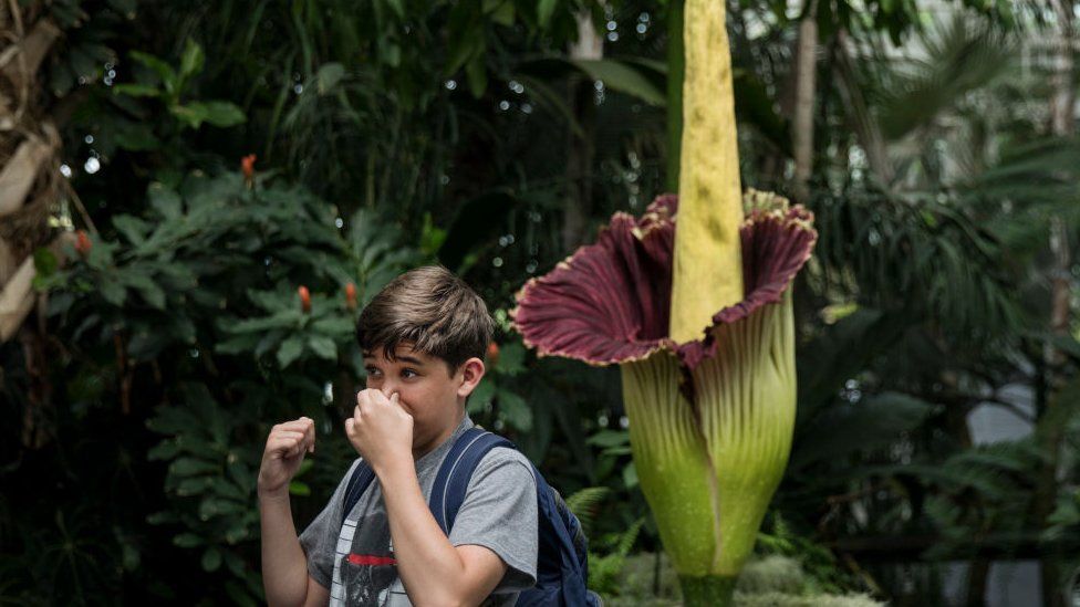 Boy holding his nose next to titan arum plant