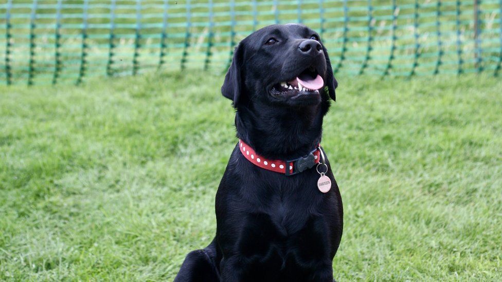 labrador eating cake