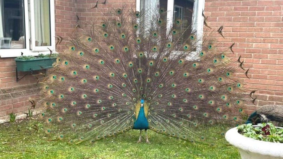 Peacock in Dereham