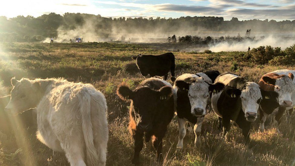 Cows in front of the blazing heathland