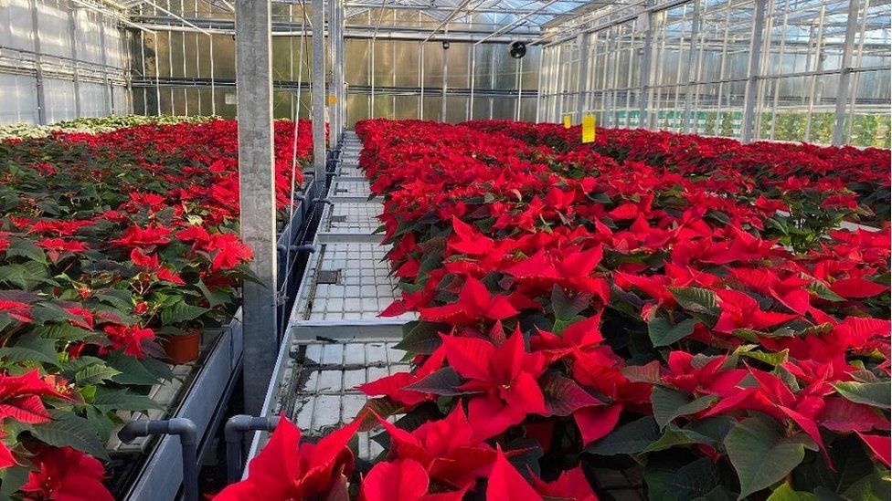 Poinsettia plants growing