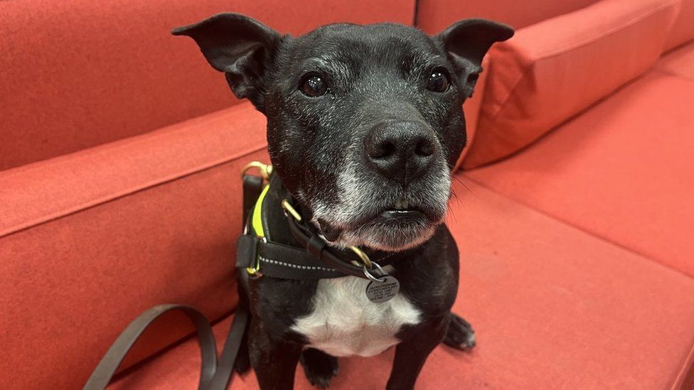 A Staffordshire Bull Terrier sitting on a red sofa and looking into the camera
