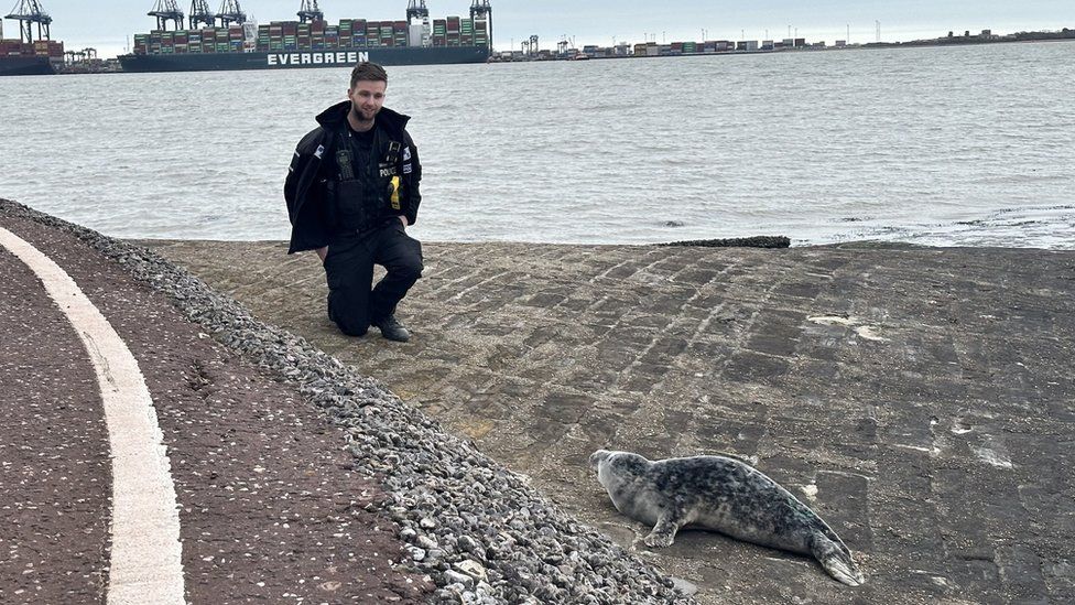 A police officer attends to a seal pup after people were seen throwing items at it