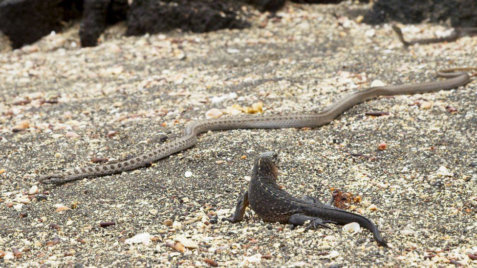 Iguana and snakes seen on Planet Earth II